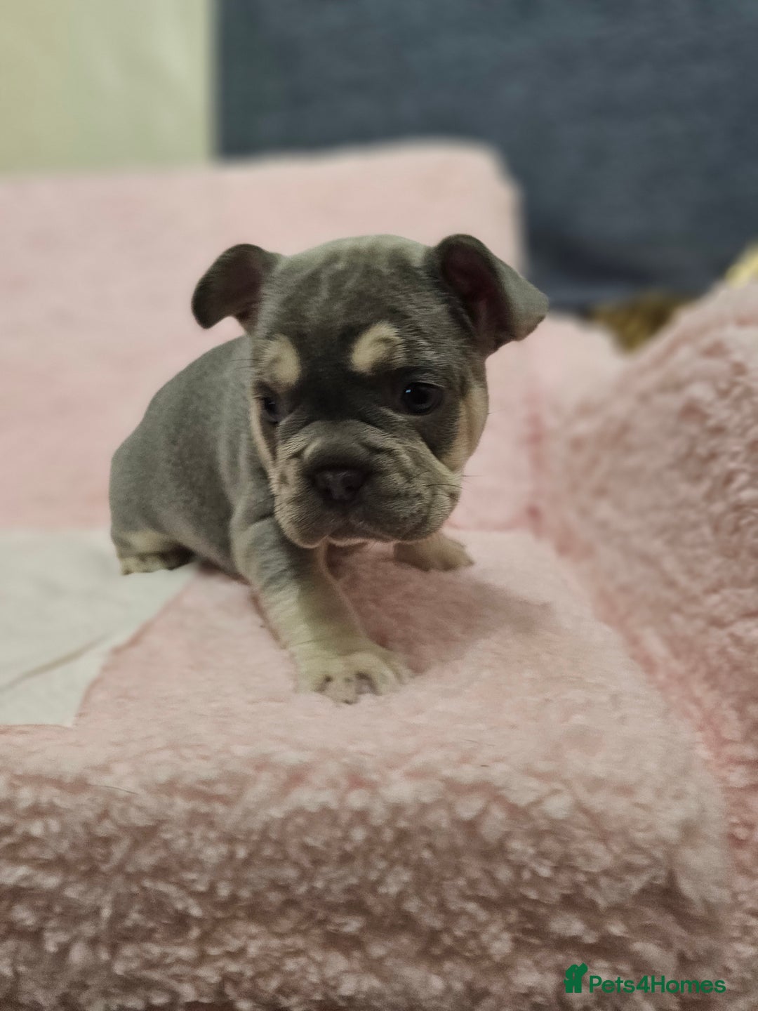 French Bulldog dogs for sale: French bulldog puppies - Advert 4