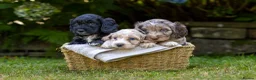 Cockapoo dogs for sale: 7 Beautiful F1 Cockapoo’s  - Advert 3