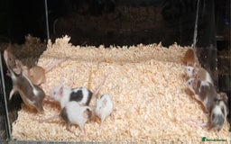 Mouse rodents for sale: Baby Coloured Fancy Mice  - Advert 10