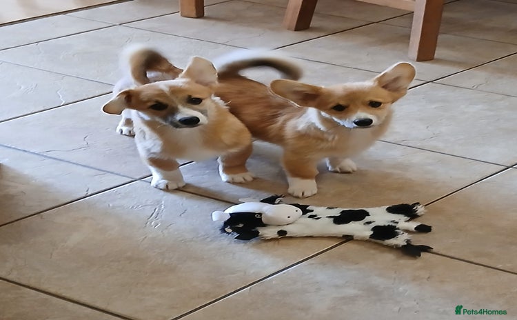 Welsh Corgi Pembroke dogs - Advert 2