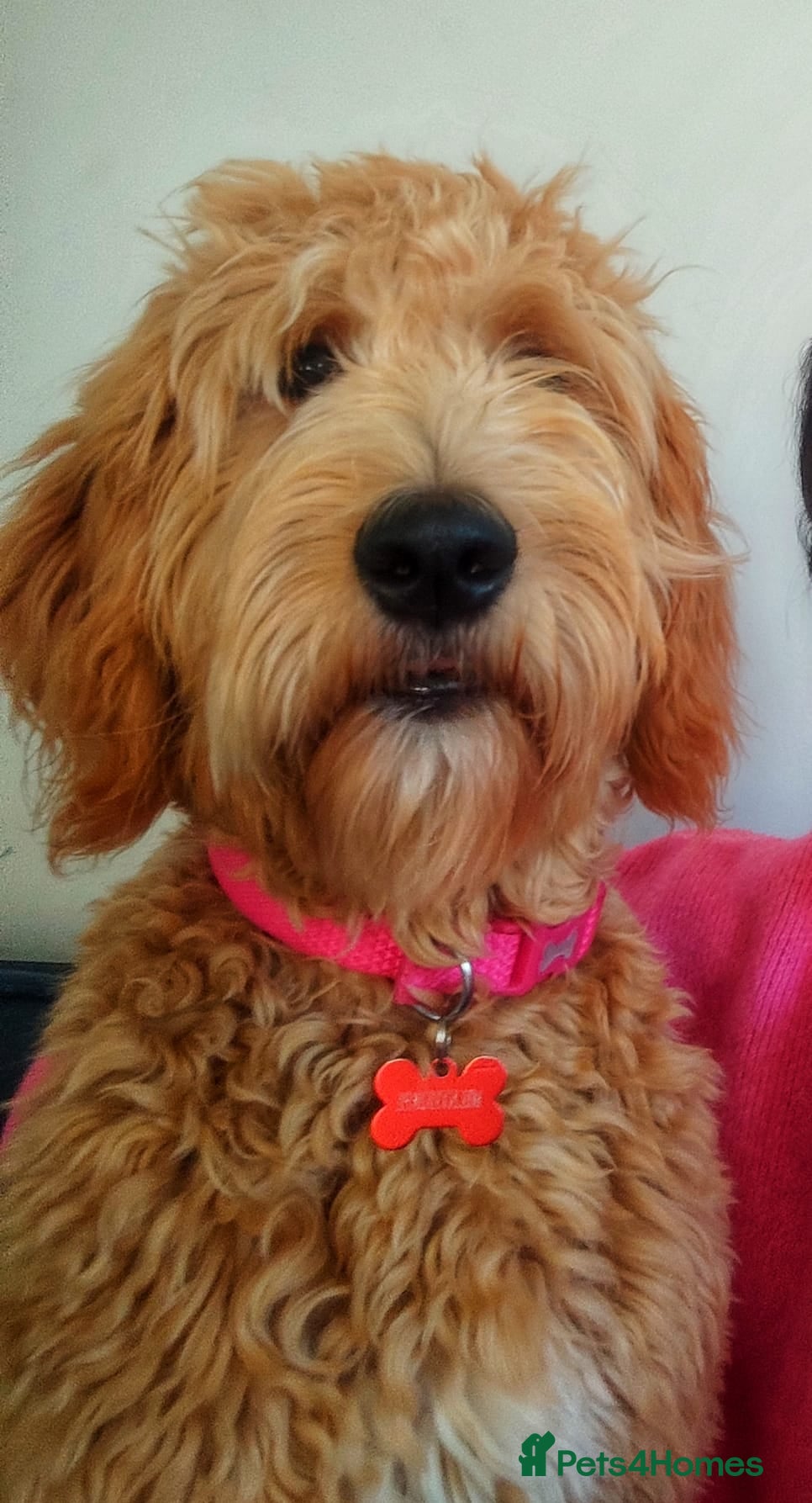 Goldendoodle dogs Goldendoodle  - Advert 1