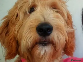 Goldendoodle dogs Goldendoodle - Advert 1