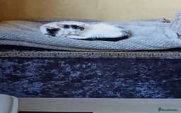 Mixed Breed cats for sale: Gorgeous fluffy sisters in Peterborough - Image 3