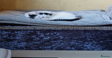 Mixed Breed cats - Advert 3