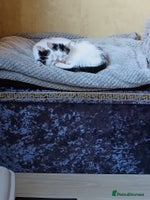 Mixed Breed cats - Advert 3