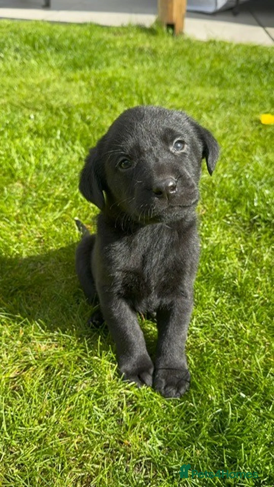 Labrador Retriever dogs for sale: Beautiful Small black labrador puppies in Bristol - Advert 6