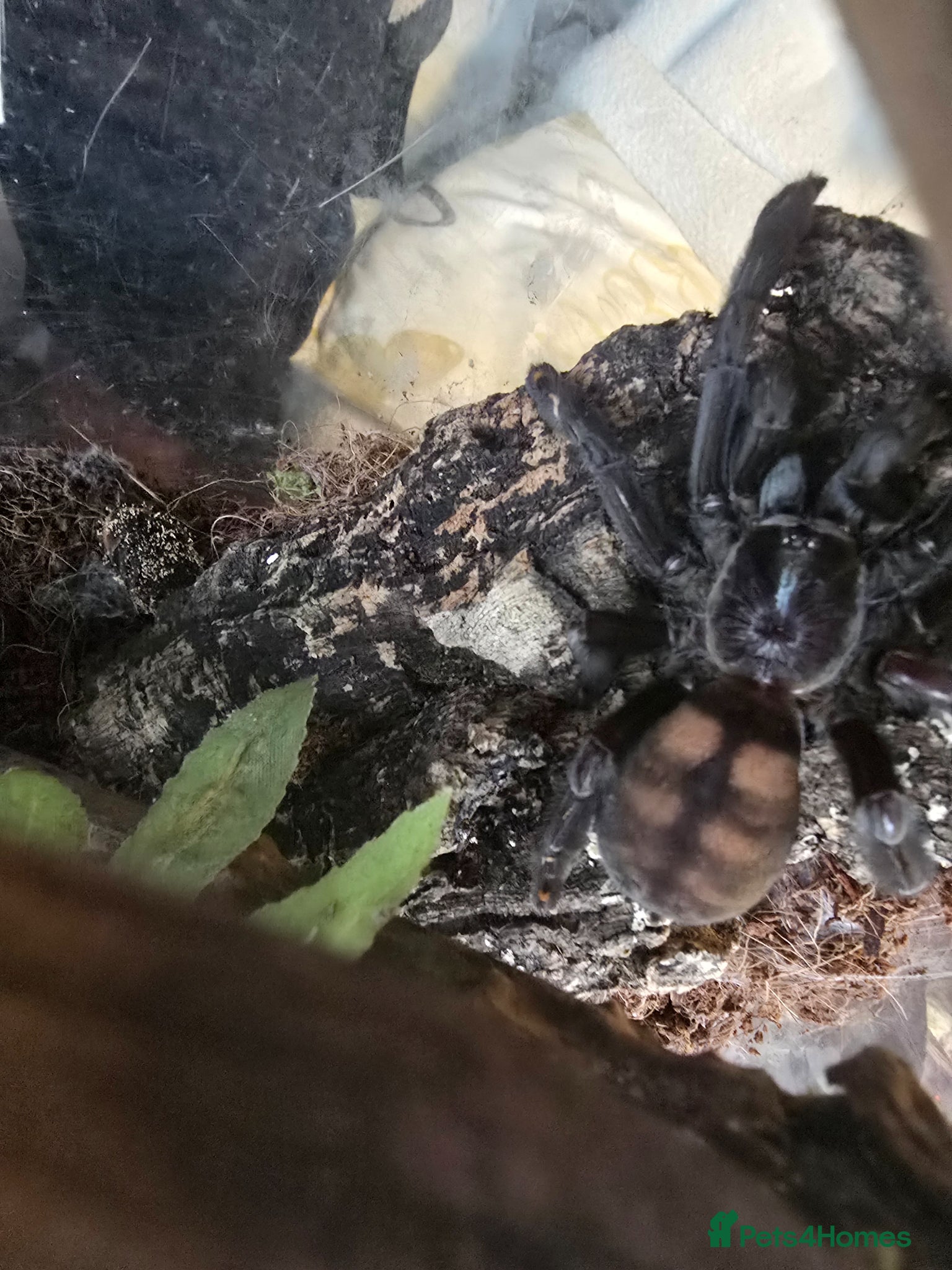 Mixed Breed reptiles for sale: Reptiles, Tarantulas & Enclosures for Sale in Bradford - Advert 19