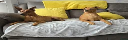 Miniature Pinscher dogs for sale: ALL RESERVED Miniature Pinscher Pups - Advert 10