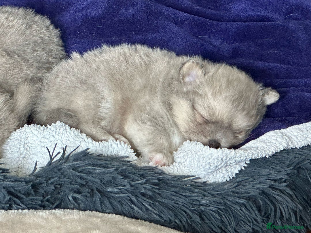 Pomchi dogs for sale: Puppy's 1&2 - Image 21