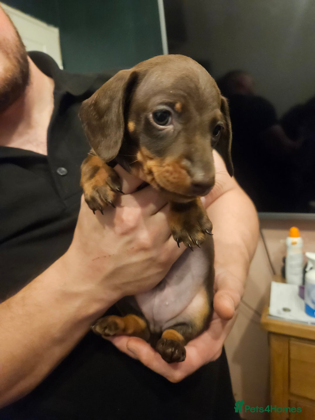 Miniature Dachshund dogs for sale: Miniature Dachshund puppies - Image 17