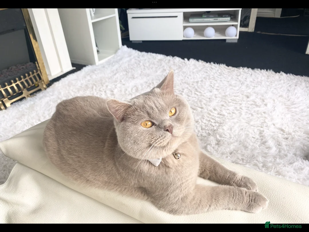 British Shorthair cats for sale: ⭐️ British Shorthair & Longhaired Kittens⭐️  - Advert 38