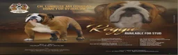 English Bulldog dogs for sale: Champion sired fully health tested pups - Advert 1