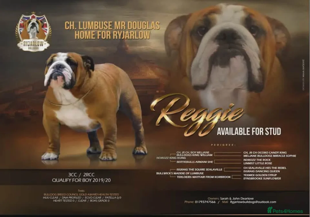 English Bulldog dogs for sale: Champion sired fully health tested pups - Advert 1