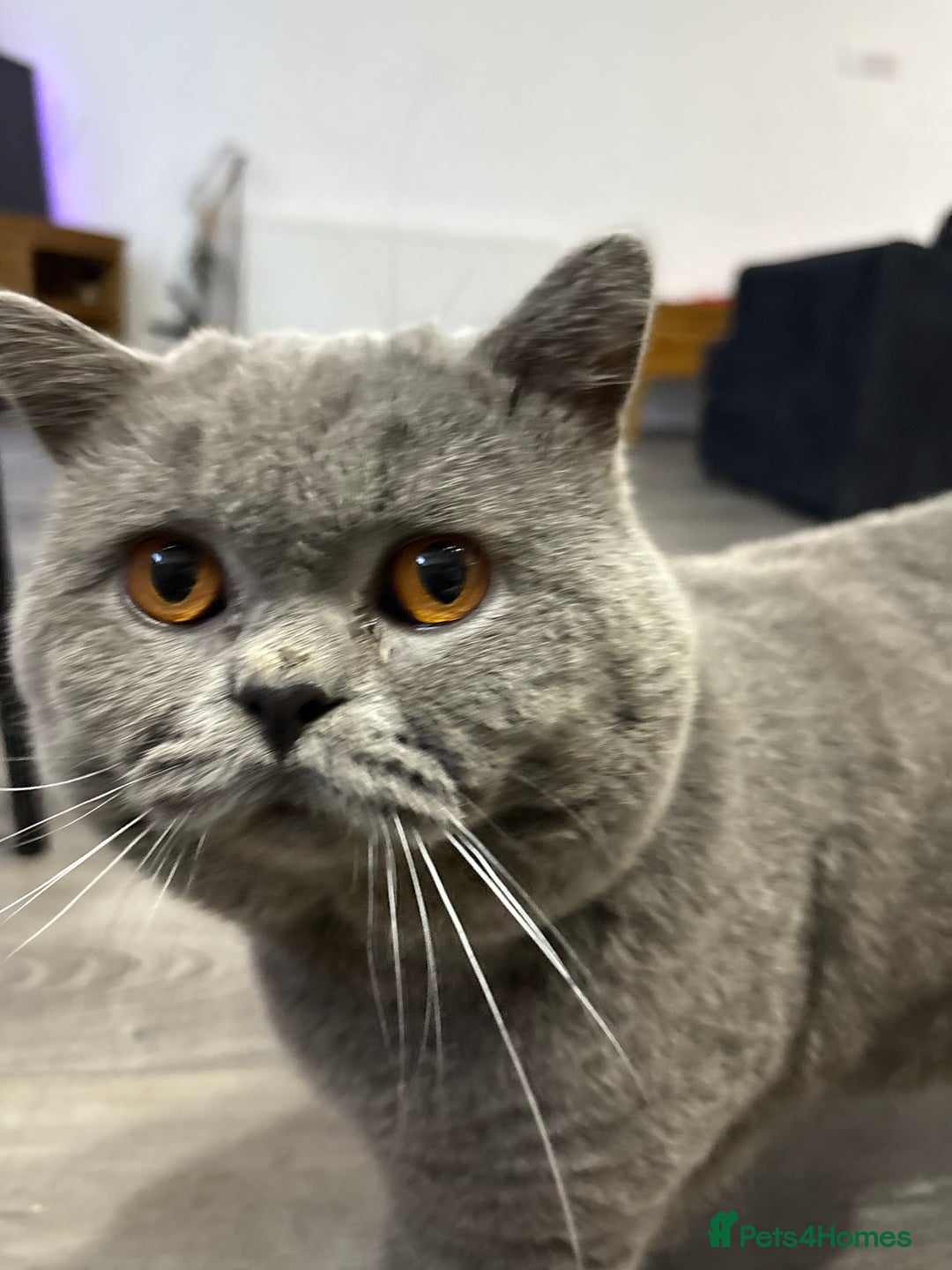 British Shorthair cats for sale: British shorthair kittens for sale  - Image 10
