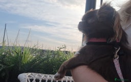 Chihuahua dogs for sale: Beautiful chocolate long coat chihuahuas - Image 19