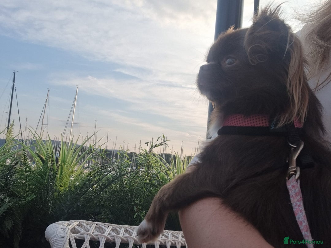 Chihuahua dogs for sale: Beautiful chocolate long coat chihuahuas - Image 19