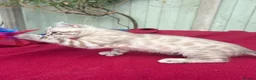 Keetso cats for sale: Superb very rare polydactyl curled eared keetsos  - Advert 38