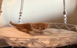 Persian cats for sale: Exotic Persians - Image 6