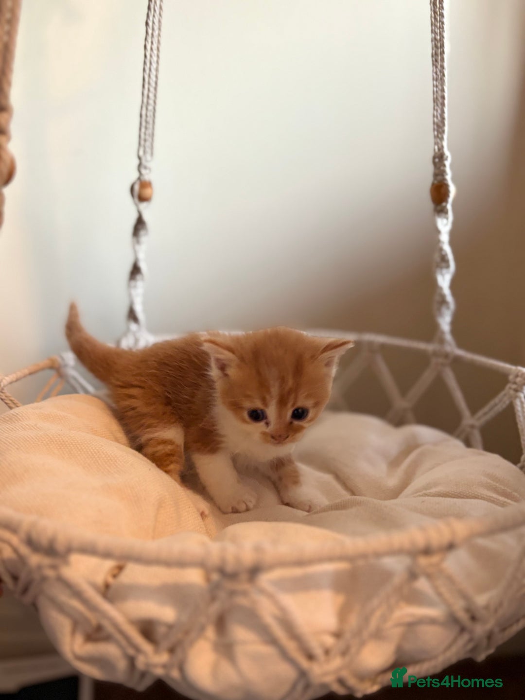 Persian cats for sale: Exotic Persians - Image 6