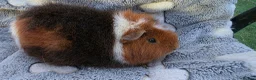 Guinea Pig rodents for sale: I have some teddy cross babies available 2 reserve - Advert 3