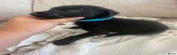 Mixed Breed dogs for sale: Bull hound puppies in London - Advert 11