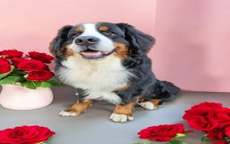 Bernese Mountain Dog dogs for stud: Proven health tested BMD handsome boy for stud. in Northampton - Image 11