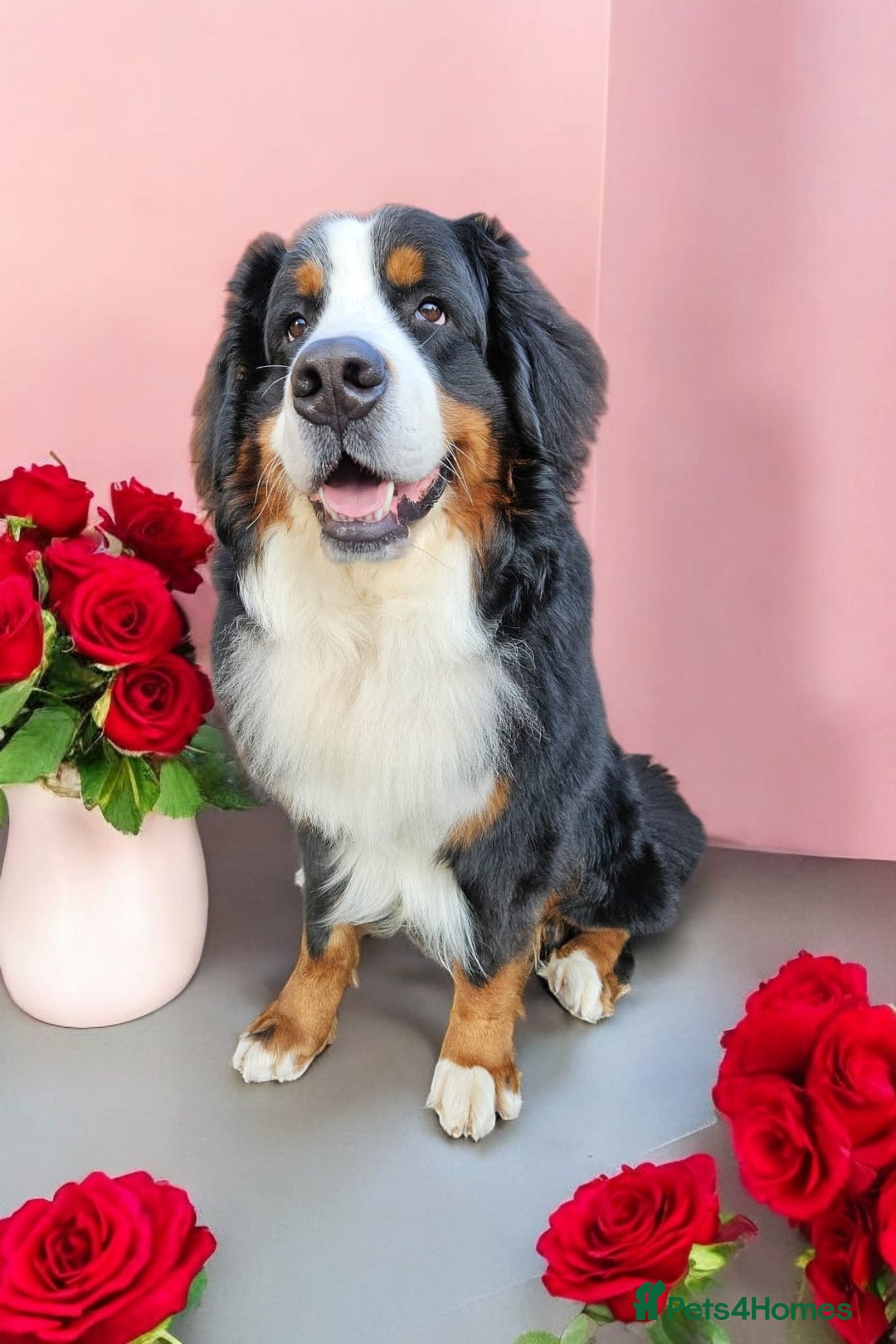 Bernese Mountain Dog dogs for stud: Proven health tested BMD handsome boy for stud. in Northampton - Image 11