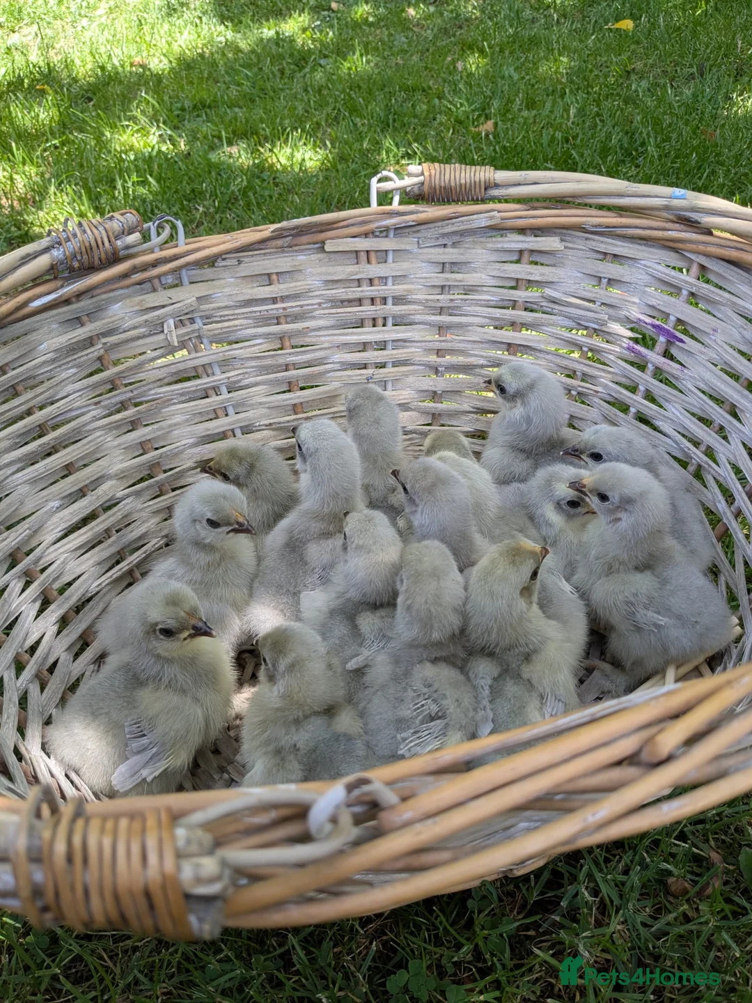 Chickens poultry for sale: NEW HATCH 16.07 Day Old Lavender Pekin BantamChick - Advert 1