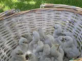 Chickens poultry NEW HATCH 11.08 Day Old Lavender Pekin BantamChick - Advert 14