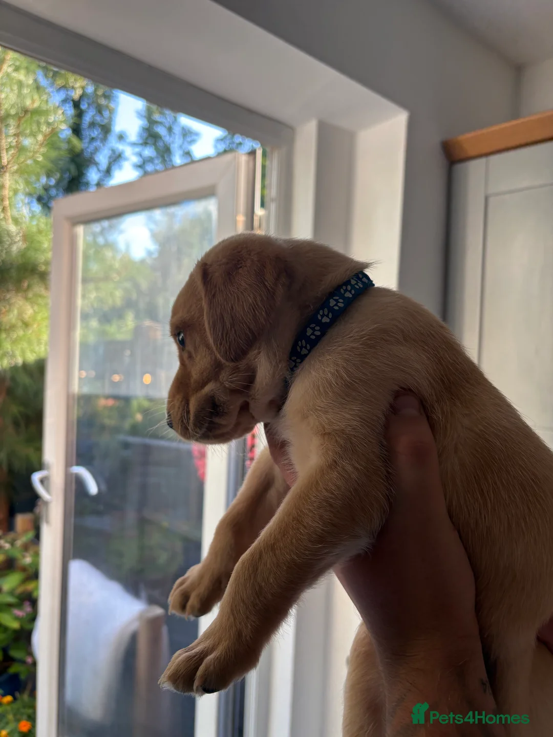 Labrador Retriever dogs for sale: 6 KC Registered Labrador Pups 3 Left !! - Advert 30