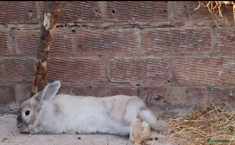 Lionhead rabbits - Advert 1