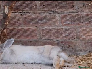 Lionhead rabbits - Advert 4