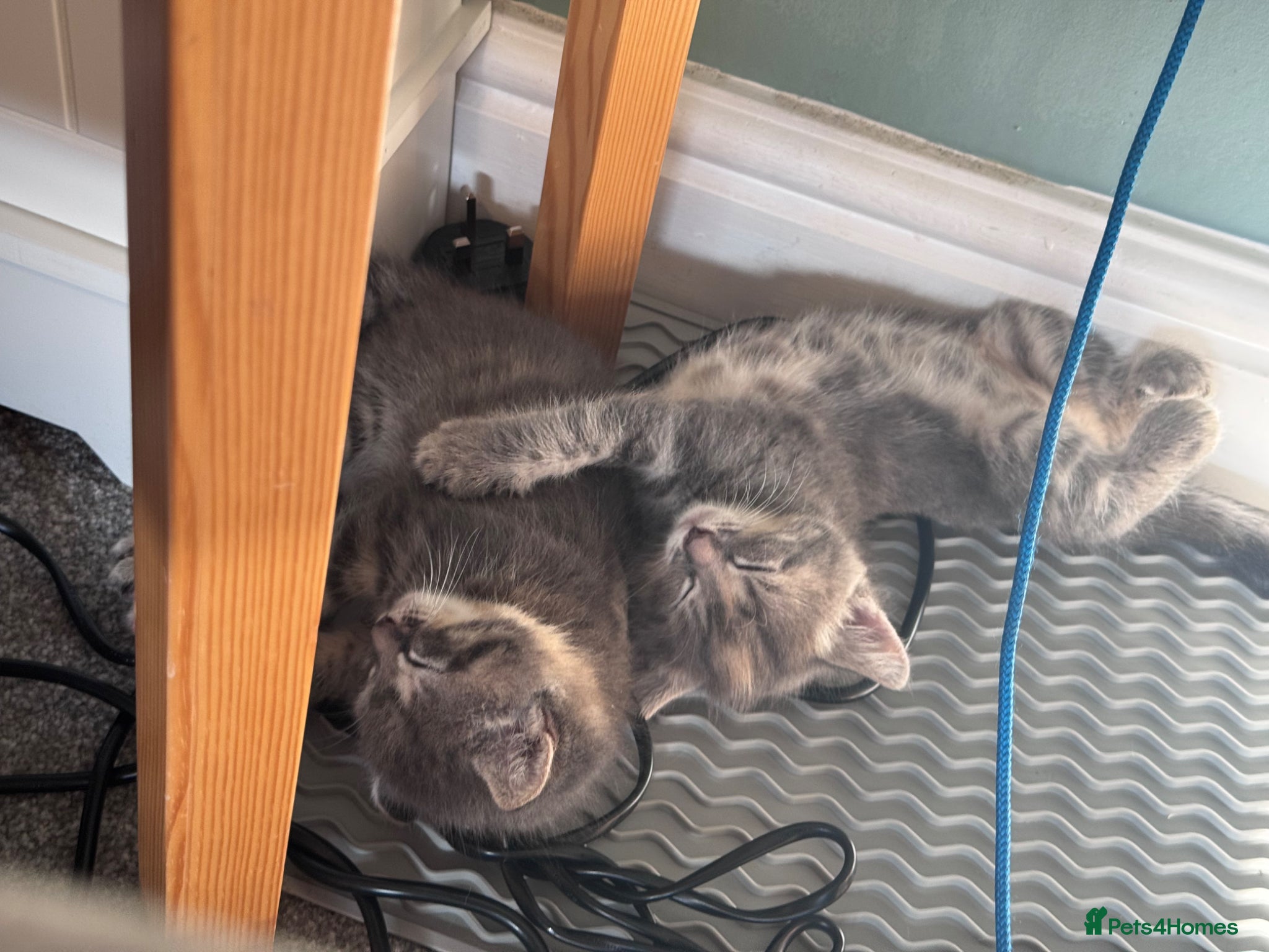 Mixed Breed cats for sale: Gorgeous fluffy affectionate kittens  in Cirencester - Advert 16