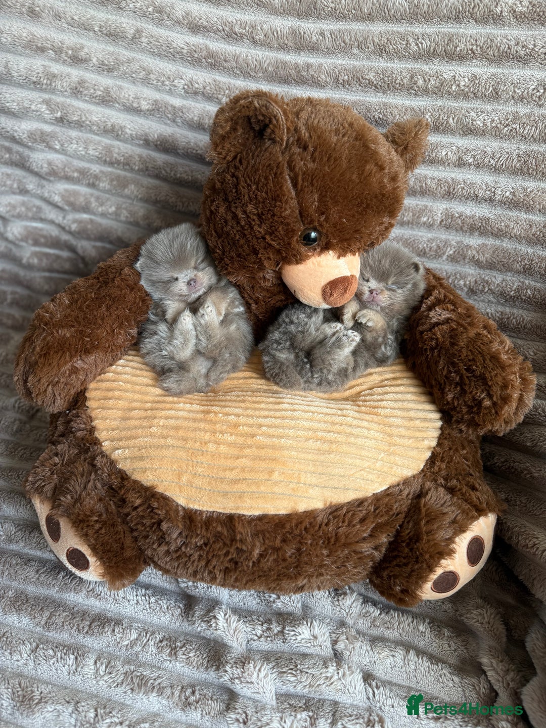 Pomeranian dogs for stud: Lilac and orange tan teddy Bear🪻🍊 - Advert 10