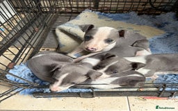 Whippet dogs for sale: Kc reg whippet  puppies - Image 2