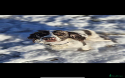 Cocker Spaniel dogs for sale: Gorgeous cocker spaniel puppies ready for new home - Image 13