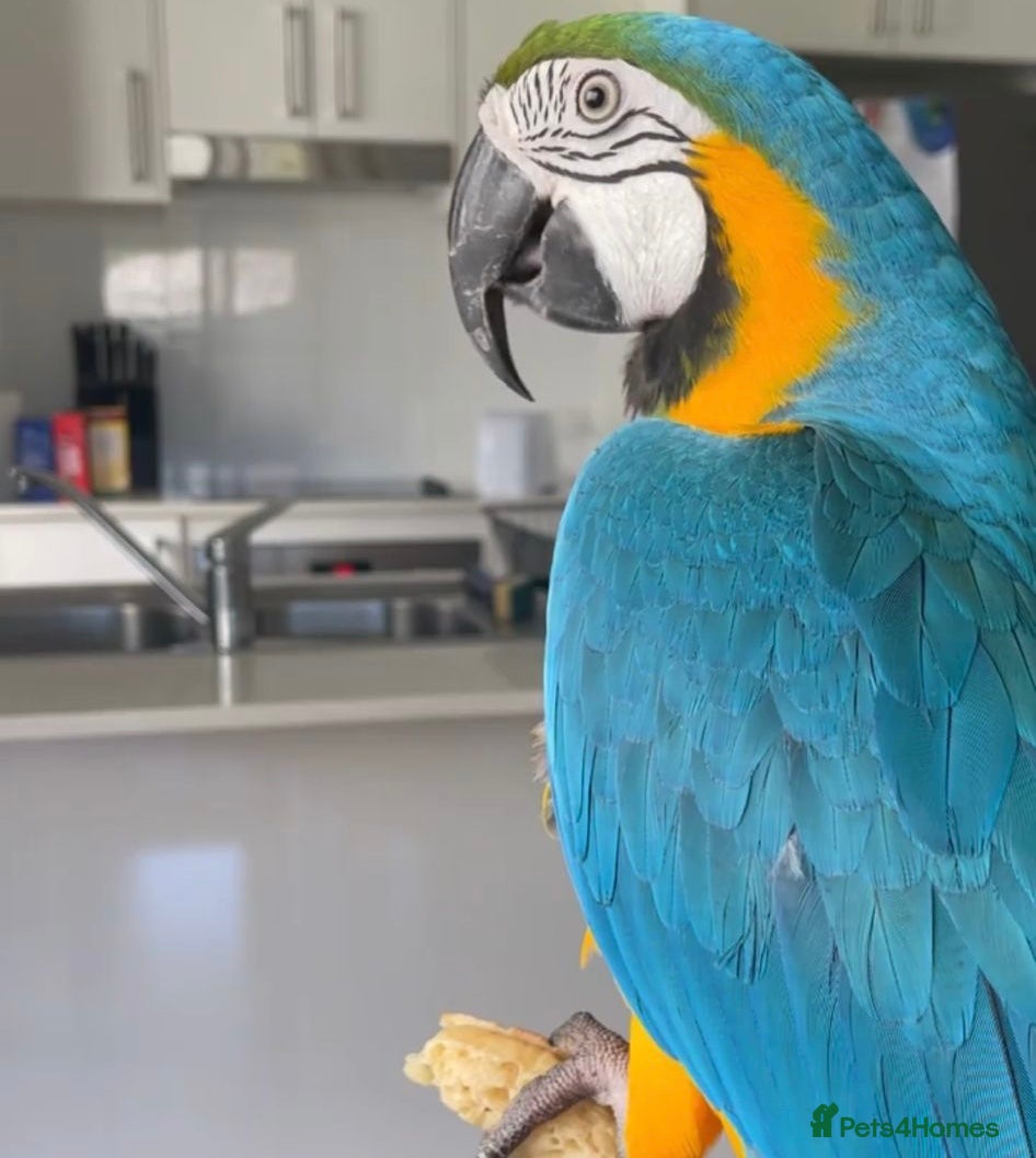 Macaws birds Very tame blue and gold macaw  - Advert 2