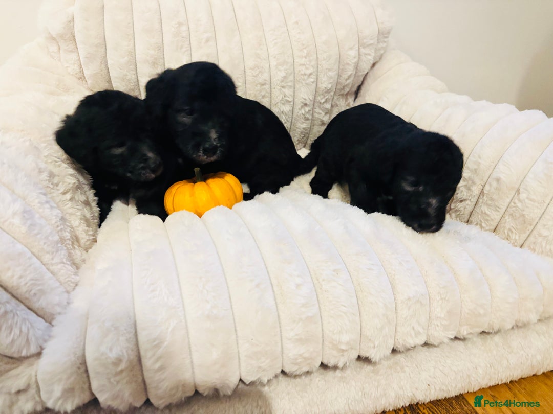 Mixed Breed dogs for sale: Bedlington Whippet - Image 3