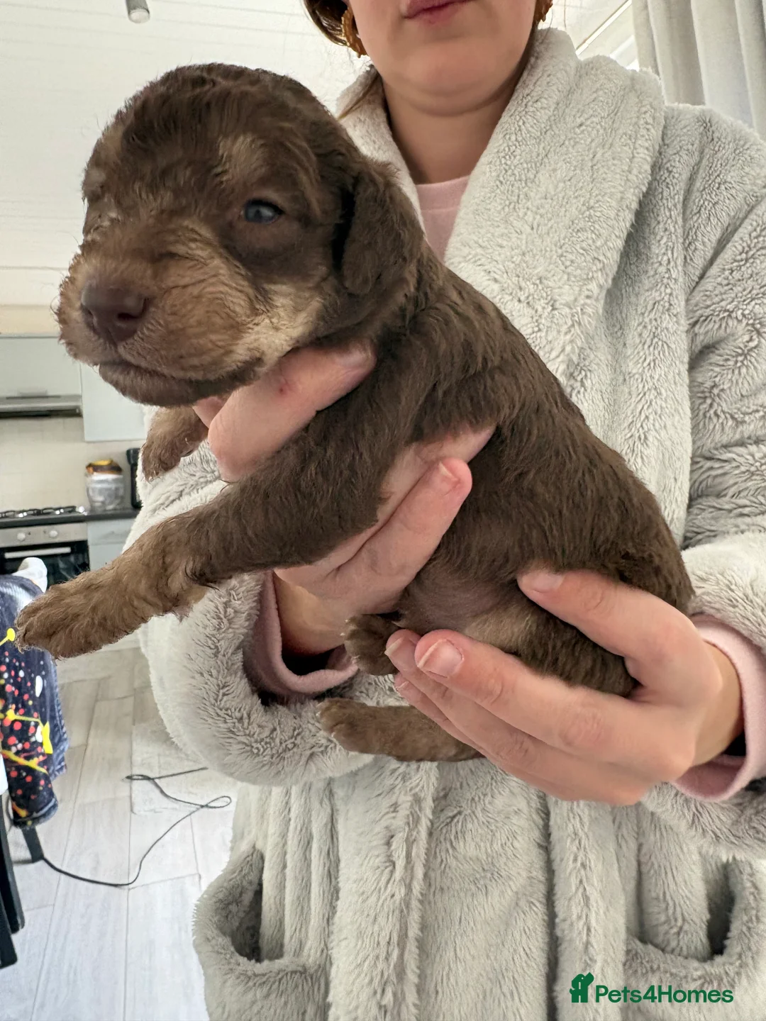 Bedlington Terrier dogs for sale: Bedlington puppies - Advert 4