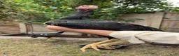 Mixed Breed birds for sale: Shamu Aseel Pure Breed - Advert 5