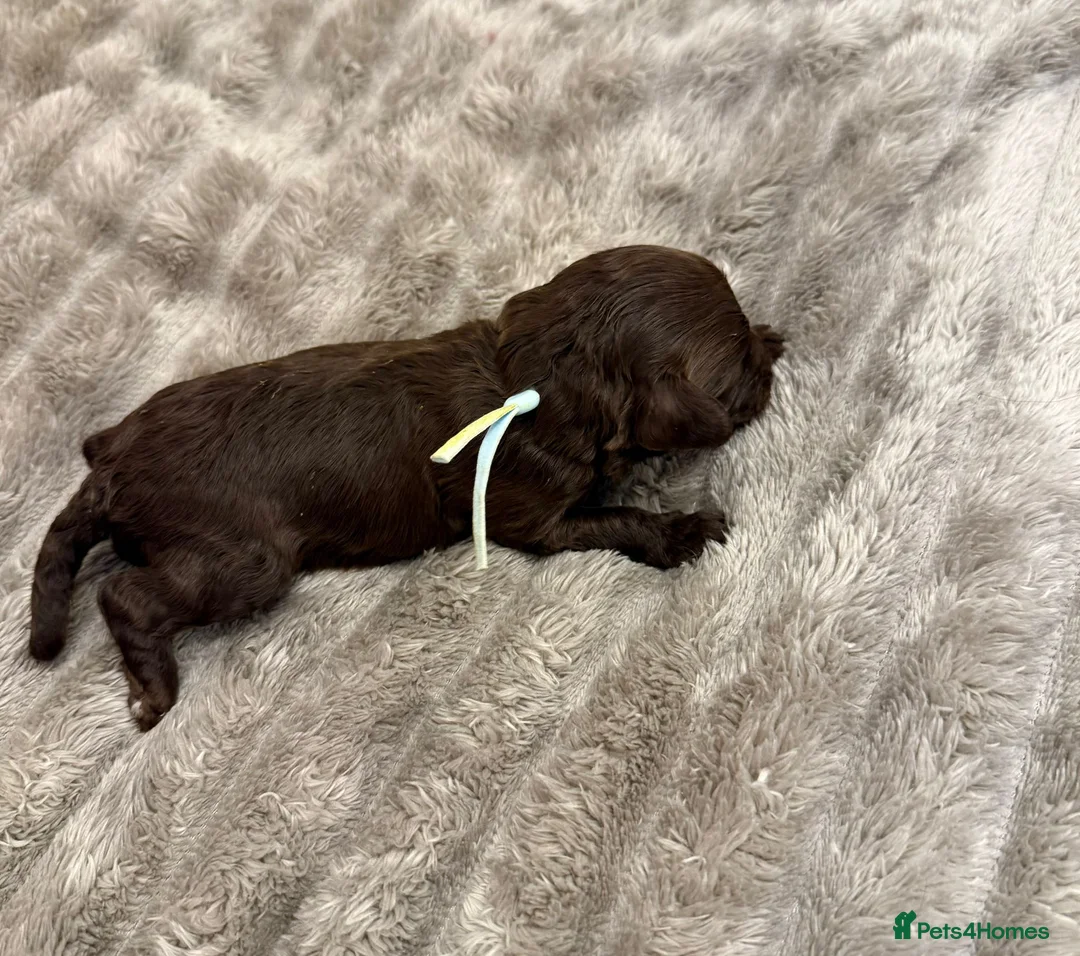 Cavapoo dogs for sale: Beautiful fluffy bears  - Advert 9