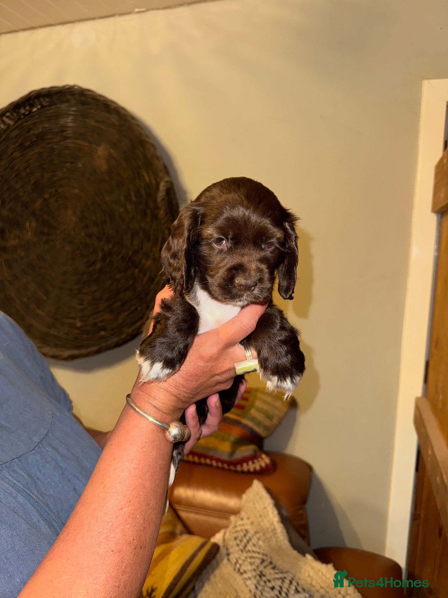 Mixed Breed dogs for sale: Stunning Colonial Cocker Spaniel Girls - Advert 1