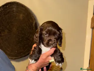 Mixed Breed dogs Stunning Colonial Cocker Spaniel Girls - Advert 1