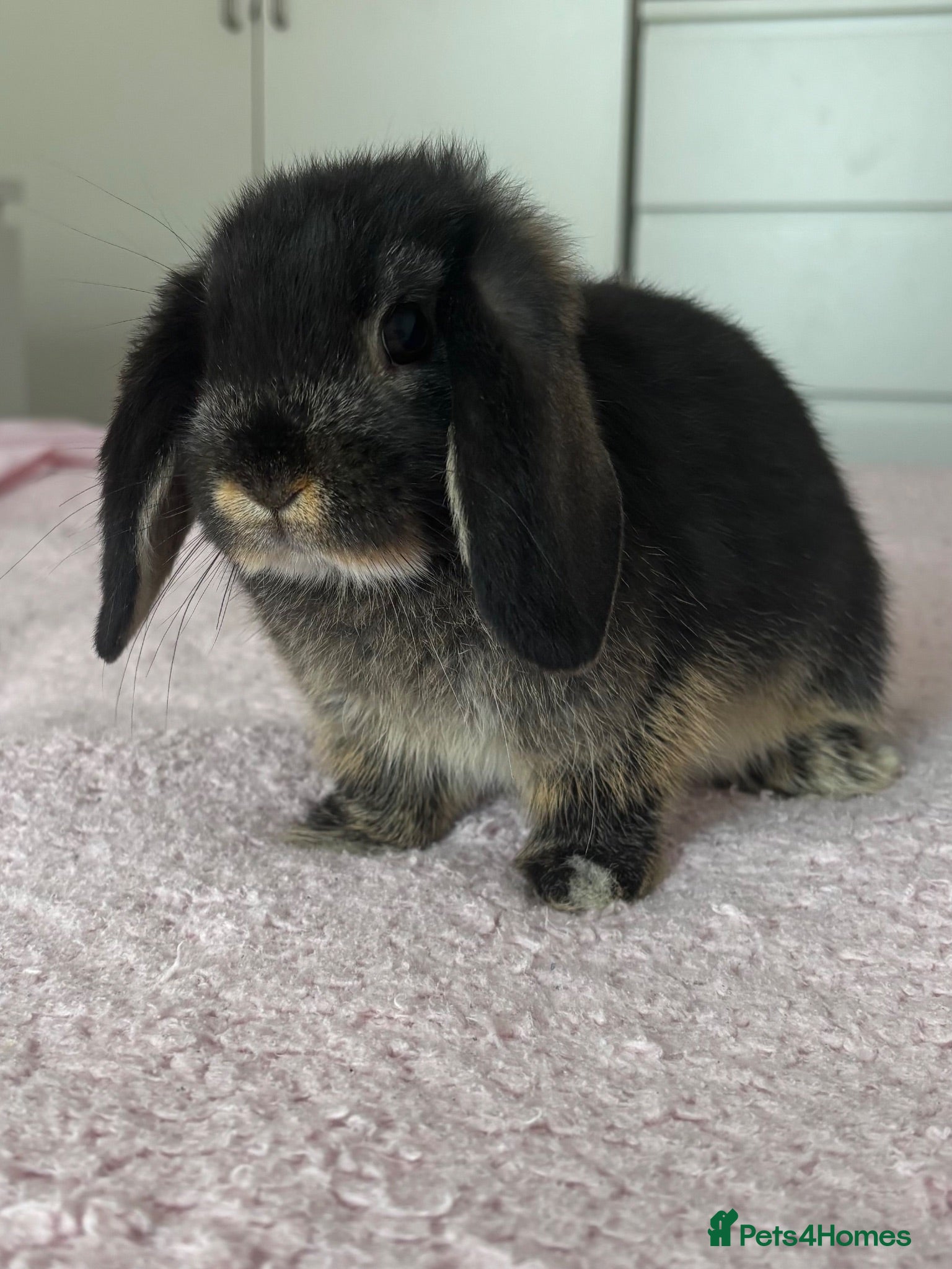 Mini Lop rabbits Female Mini Lop  - Advert 6