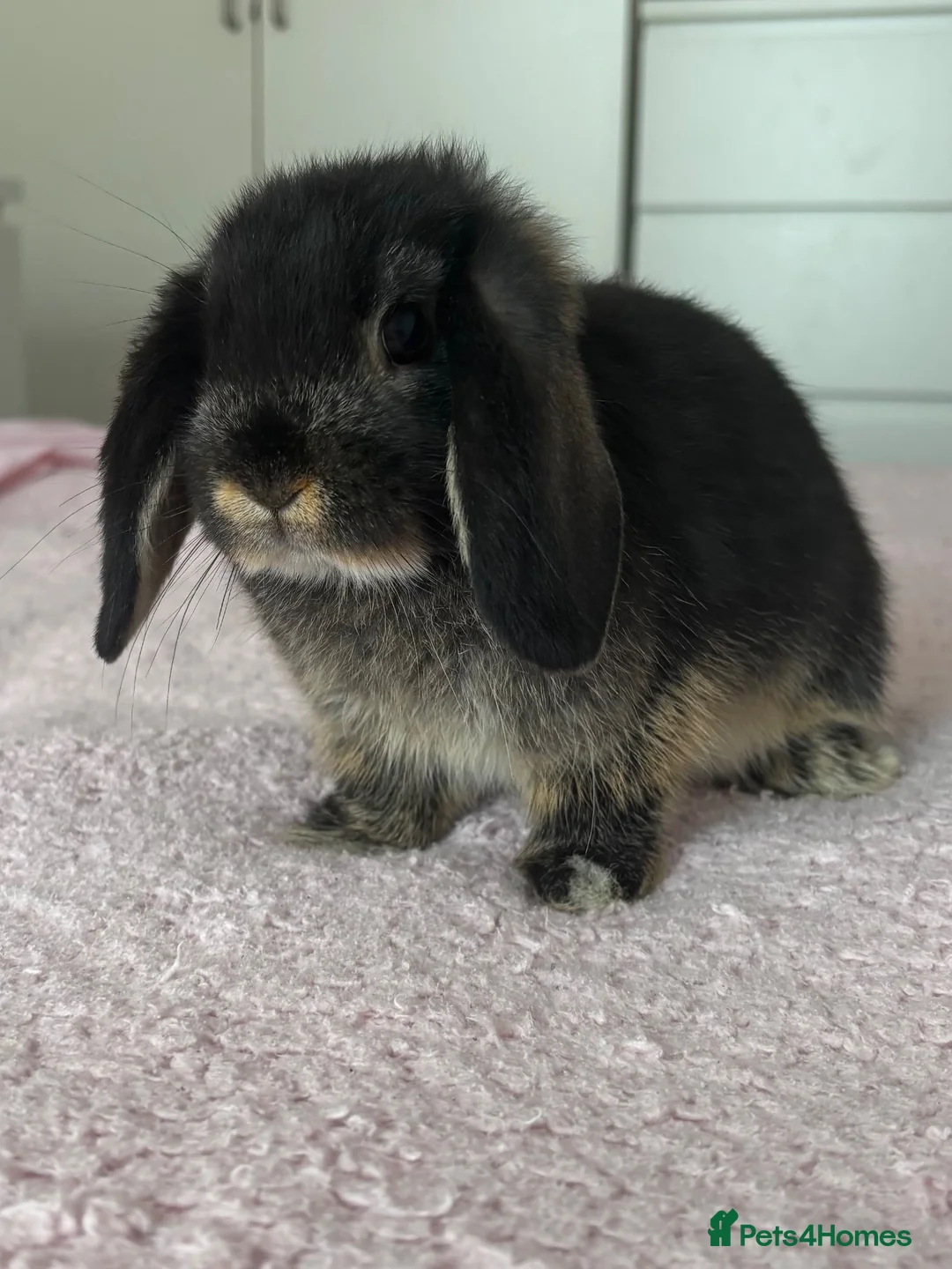 Mini Lop rabbits for sale: Female Mini Lop  - Advert 1
