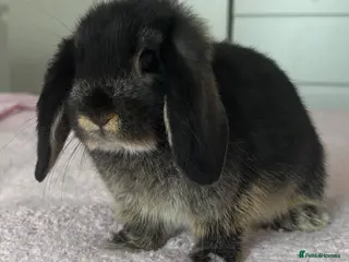 Mini Lop rabbits Female Mini Lop - Advert 1