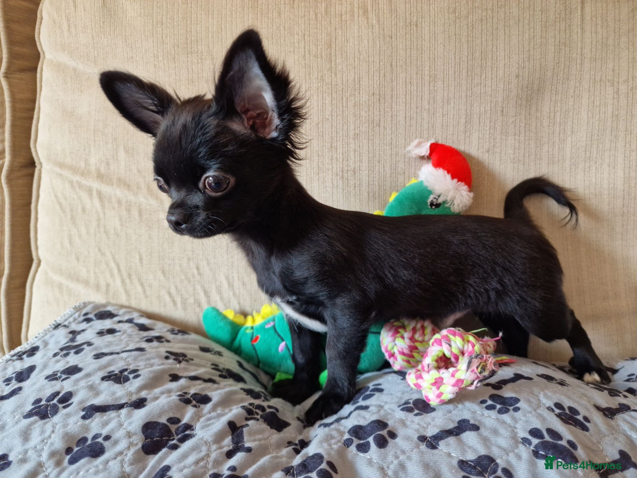 Chihuahua dogs REDUCED Last Pup Left! Chihuahua Puppy READY NOW - Advert 21
