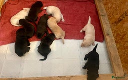Labrador Retriever dogs for sale: Kc registered Labrador puppies for sale - Image 4