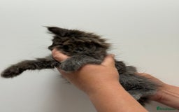 Maine Coon cats for sale: TICA registered Maine Coon Kittens  - Image 5