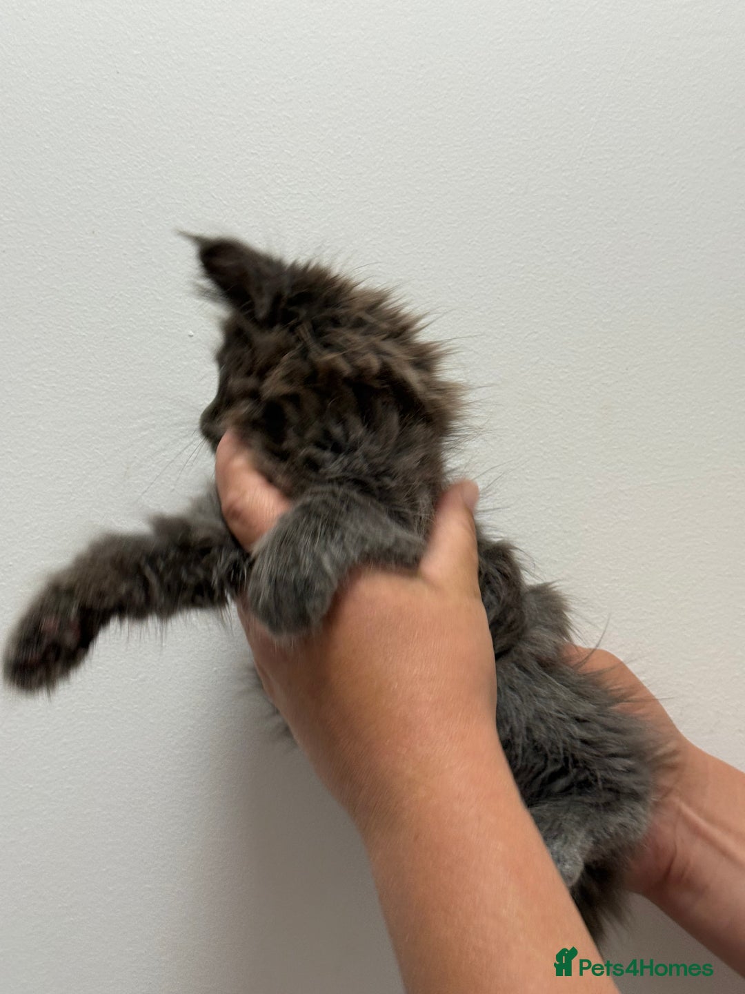 Maine Coon cats for sale: TICA registered Maine Coon Kittens  - Image 5